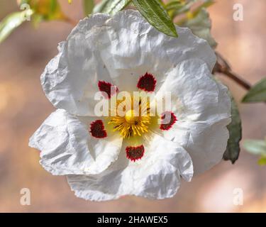 La fleur de la gomme Rockrose (Cistus ladanifer) par temps ensoleillé.Estrémadure Espagne. Banque D'Images