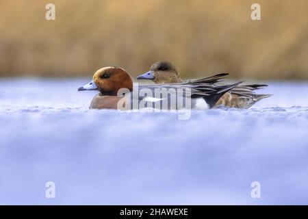 Paire de Wigeon européens nageant dans l'eau des zones humides aux pays-Bas.Ce canard nain migrateur est un visiteur d'hiver aux pays-Bas.Faune Banque D'Images