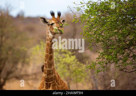 Vue frontale de la girafe se nourrissant d'un arbre, parc national Kruger, Afrique du Sud Banque D'Images