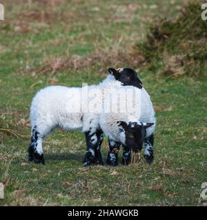 Deux agneaux jouant ensemble sur le flanc de coteau à la hauteur de Hare Knop sur les collines de Quantock à Somerset, Angleterre, Royaume-Uni Banque D'Images