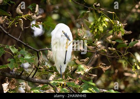 Un petit aigrette (Egretta garzetta) dans un arbre au bord de la rivière Wandle dans le sud de Londres. Banque D'Images