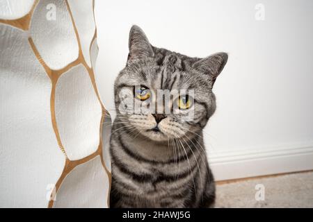 timide argent tabby british shorthair chat avec un aveugle blessé oeil regardant la caméra Banque D'Images