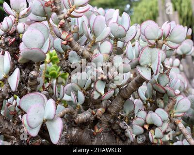 La plante de jade d'argent Crassula arborescens feuillage Banque D'Images