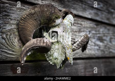 Crâne RAM sur mur en bois.Vieux crâne effrayant Banque D'Images