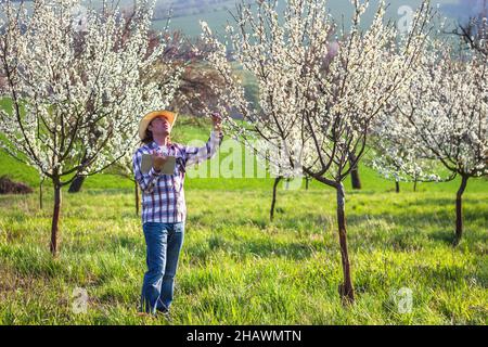 Agriculteur utilisant une tablette numérique tout en inspectant les arbres fruitiers en fleurs dans le verger.Jardinier avec chapeau utilisant la technologie moderne dans l'agriculture.Jardinage Banque D'Images