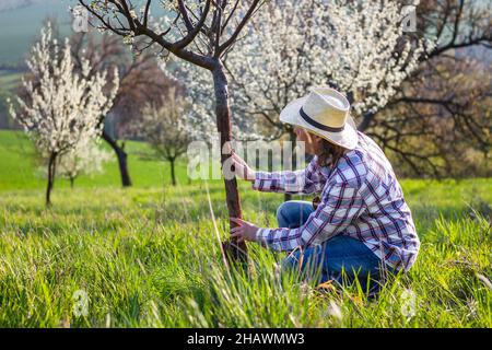 Le fermier contrôle le tronc des arbres fruitiers dans le verger au printemps.Jardinier inspectant les pruniers en fleurs.Occupation agricole Banque D'Images