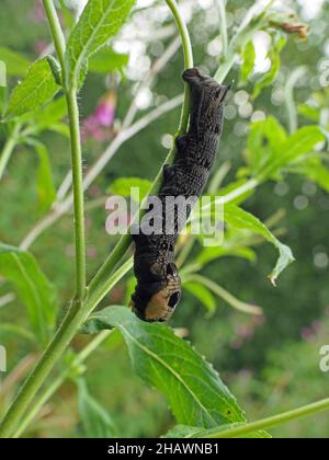 Chenille de l'aubéole des éléphants (Deilephila elpenor) larve de la plante alimentaire Rosebay Willowherb (Chamaenerion angustifolium) à Cumbria, Angleterre, Royaume-Uni Banque D'Images