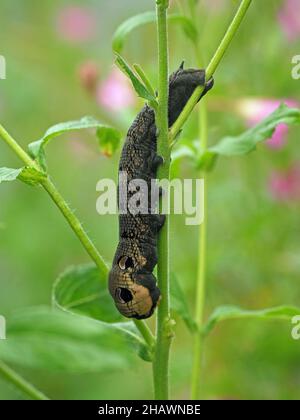 Chenille de l'aubéole des éléphants (Deilephila elpenor) larve de la plante alimentaire Rosebay Willowherb (Chamaenerion angustifolium) à Cumbria, Angleterre, Royaume-Uni Banque D'Images