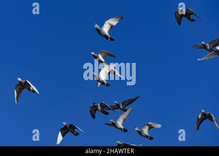 Un groupe de pigeons de roche volants (Columba livia).Lanzarote, Îles Canaries, Espagne. Banque D'Images