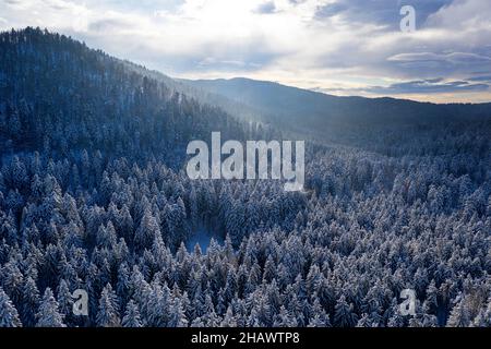 Vue aérienne depuis le dessus de la forêt d'hiver couverte de neige.Vue sur le sommet de la forêt de pins et d'épinettes.Drone sauvage froid neige paysage photo. Banque D'Images