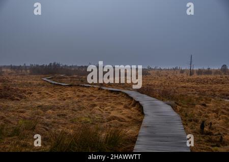 Des passerelles en bois mènent à travers les landes de la réserve naturelle 'High Fens' en Belgique Banque D'Images