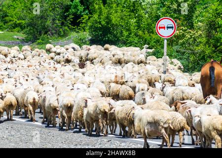 Vue latérale d'un groupe de moutons marchant avec des chevaux en arrière-plan et des montagnes de Kaazbegi.Géorgie campagne.2020 Banque D'Images