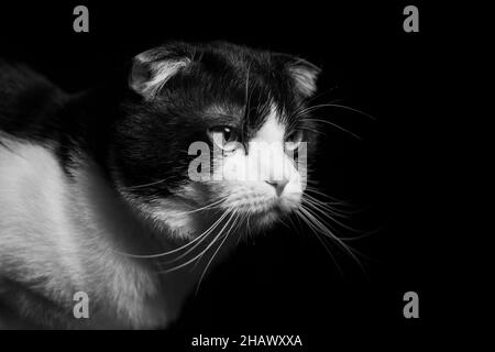 Joli chat écossais à deux couleurs sur fond noir.Photo de haute qualité, portrait en noir et blanc Banque D'Images