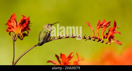 Un oiseau-mouches Annas repose en été sur une canne voûtée de Crocosmia Lucifer sur un fond vert Banque D'Images