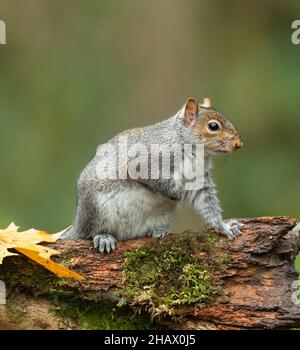 Portrait en gros plan d'un écureuil gris en automne, se tenait sur une bûche tombée avec de la mousse verte et une feuille jaune.Vers la droite.Nom scientifique : Sciurus caroline Banque D'Images