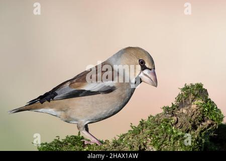 La femme hawfinch, portrait d'art (Coccothrautes coccothrautes) Banque D'Images