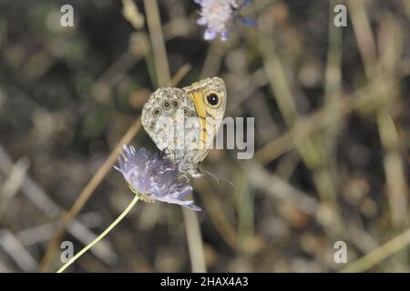 Mur brun (Lasiommata megera) rassemblement de nectar sur une fleur en été Vaucluse - Provence - France Banque D'Images