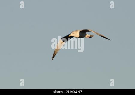 Goéland argenté (Larus argentatus, en vol Banque D'Images
