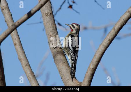 Sapsucker à ventre jaune, Sphyrapicus varius, homme Banque D'Images