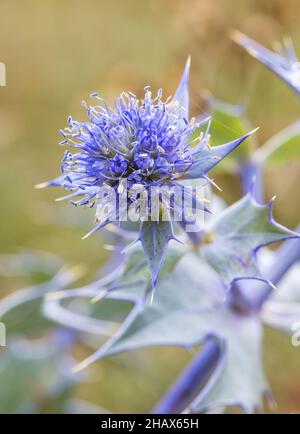 Houx de mer, Eryngium maritimum, dunes de Kenfig, pays de Galles, Royaume-Uni Banque D'Images