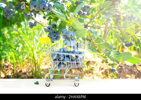 Jouet shopping pousser chariot plein de bleuets sur une table en bois sous un Bush dans le champ Banque D'Images