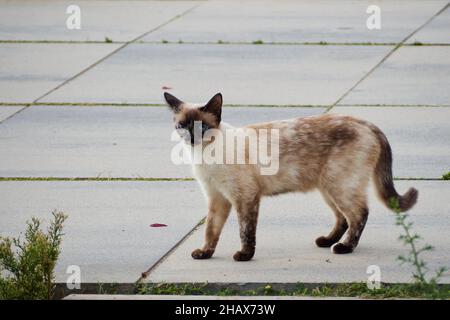 Mignon chat brun marchant dans la promenade et regardant devant Banque D'Images