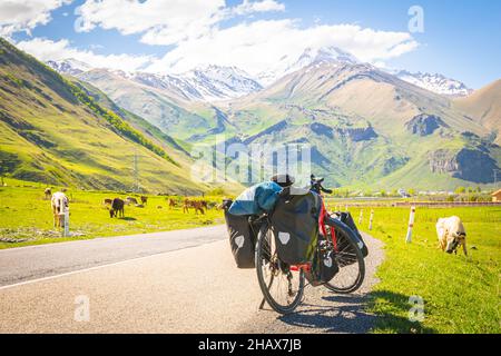 Chargé de sacs, il y a des stands de vélo rouges sur le côté de la route, surmontés par des vaches dans une campagne du parc national de Kazbegi.Vacances à vélo. Banque D'Images