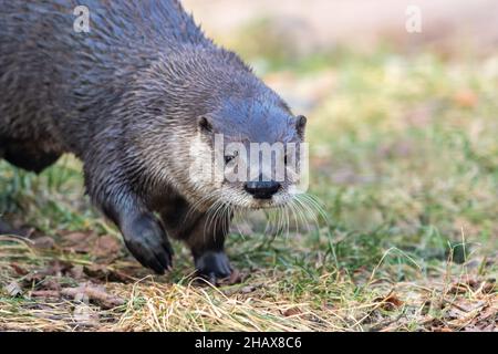 Portrait de North American River Otter (Lontra canadensis) avec arrière-plan et espace de copie doux et défocused Banque D'Images