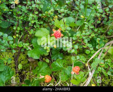 Buissons de mûre orangers jaunes, Rubus chamaemorus.Macro de la baie sauvage fraîche du Nord qui pousse dans l'habitat naturel du marais de la forêt arctique Banque D'Images