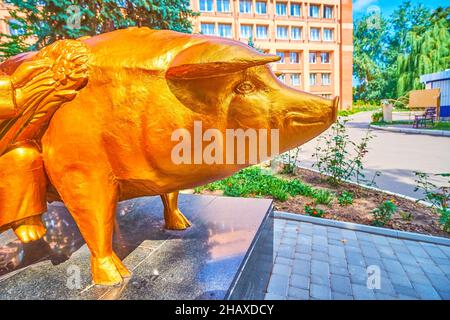 POLTAVA, UKRAINE - 22 AOÛT 2021 : la sculpture d'un cochon, peinte en or, et située dans la cour de l'Université agricole, célèbre pour Banque D'Images