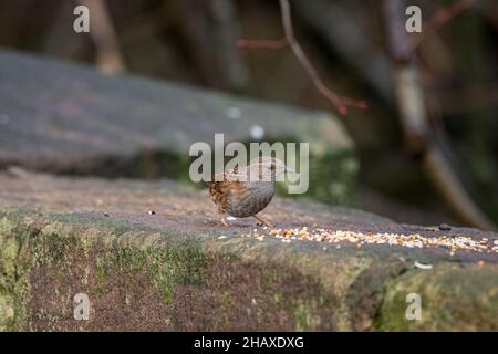 Dunnock unique, Prunella modularis, ou l'accentor de haie, le parrow de haie, ou le gauchissement de haie sur un mur pendant l'hiver au Royaume-Uni. Banque D'Images