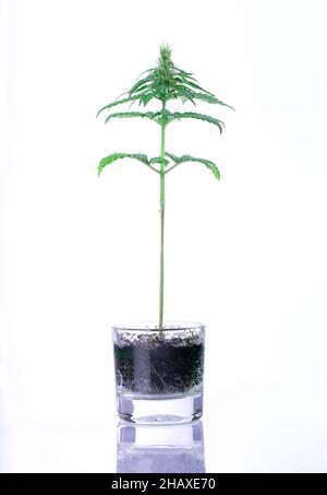 Une petite plante de cannabis pousse avec peu de sol dans un petit vase en verre isolé sur fond blanc Banque D'Images