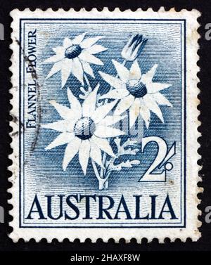 AUSTRALIE - VERS 1957 : un timbre imprimé en Australie montre Fleur de Flannel, Actinotus helianthi, arbuste herbacé, vers 1957 Banque D'Images