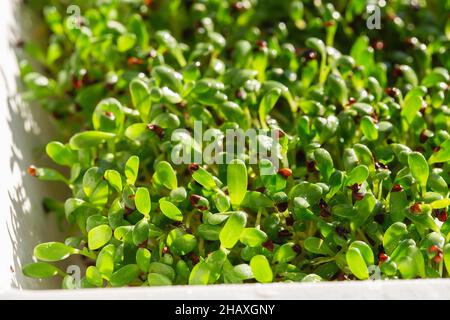 Microherbes de luzerne.Germination des Microgreens.Germination des graines à la maison.Vegan et concept de saine alimentation.Graines de luzerne germées, micro verts.Croissance Banque D'Images
