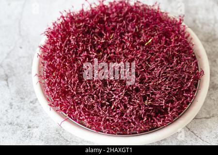 Amaranth micro herbes.Micro-verts de sroutage.Germination des graines à la maison.Vegan et concept de saine alimentation.Graines d'amaranth germées, micro verts.Growi Banque D'Images