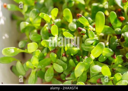 Microherbes de luzerne.Germination des Microgreens.Germination des graines à la maison.Vegan et concept de saine alimentation.Graines de luzerne germées, micro verts.Croissance Banque D'Images
