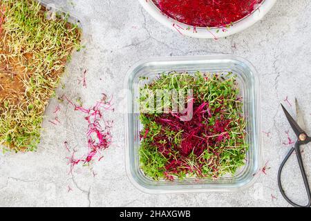 Amaranth micro herbes.Micro-verts de sroutage.Germination des graines à la maison.Vegan et concept de saine alimentation.Graines d'amaranth germées, micro verts.Growi Banque D'Images