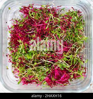 Amaranth micro herbes.Micro-verts de sroutage.Germination des graines à la maison.Vegan et concept de saine alimentation.Graines d'amaranth germées, micro verts.Growi Banque D'Images