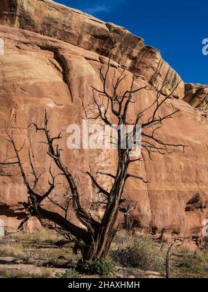 Dead Juniper, D4 Loop Trail, Fruita Front Country, McInnis Canyons National conservation Area près de Fruita, Colorado. Banque D'Images