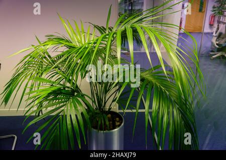 Un grand Areca Palm dans un bureau vide Banque D'Images