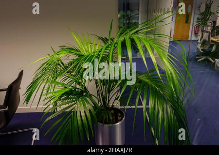 Un grand Areca Palm dans un bureau vide Banque D'Images