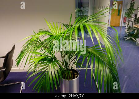 Un grand Areca Palm dans un bureau vide Banque D'Images