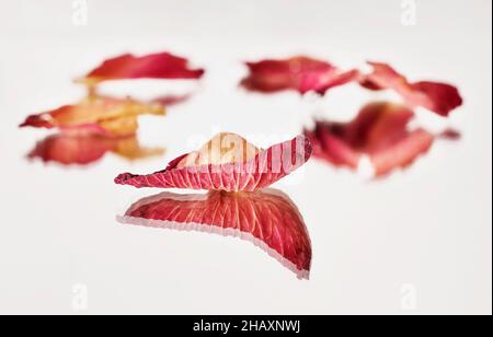 Pétales de rose séchés rouges sur le miroir, magnifique miroir de réflexion Banque D'Images