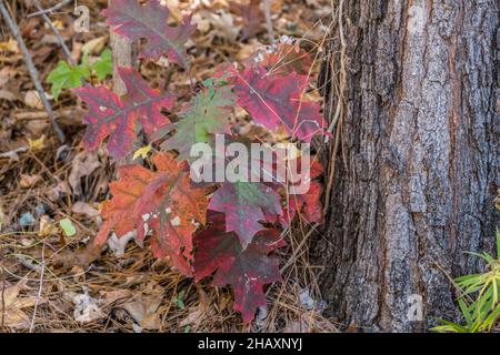 De nombreuses feuilles multicolores sur un petit arbre qui s'éboulent à côté d'un grand arbre mature qui pousse dans la forêt à la fin de l'automne vue rapprochée Banque D'Images