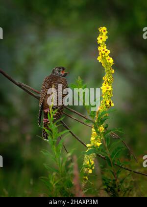 Cuckoo commun - Cuculus canorus , migrant d'été en Europe et en Asie, hivers en Afrique, parasite de couvain, gris et brun jeune oiseau - poussin assis dans t Banque D'Images