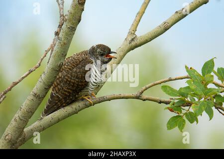 Cuckoo commun - Cuculus canorus , migrant d'été en Europe et en Asie, hivers en Afrique, parasite de couvain, gris et brun jeune oiseau - poussin assis dans t Banque D'Images