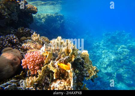 Monde sous-marin incroyable de la mer Rouge de beaux coraux colorés sur le fond des abysses bleues Banque D'Images
