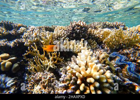 Monde sous-marin incroyable de la mer Rouge de beaux coraux colorés sur le fond des abysses bleues Banque D'Images