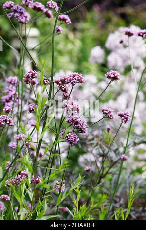 Verbena bonariensis verveine argentin - Banque D'Images