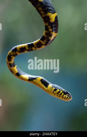 Gros plan d'un serpent de chat à anneaux dorés sur fond vert, Indonésie Banque D'Images